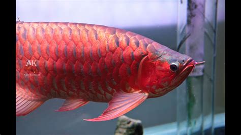 紅龍飼養|｜龍魚｜成長分享～紅龍魚怎麼養才會紅 ..